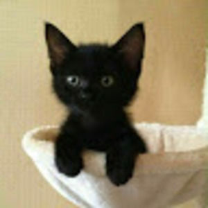 Meet your Posher, The black